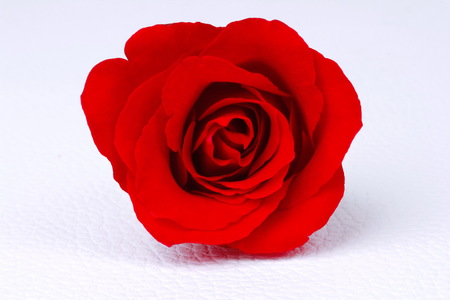 Red rose on white leather pad. Flower background.の写真素材