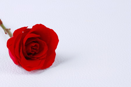 Red rose on white leather pad. Flower background.の写真素材