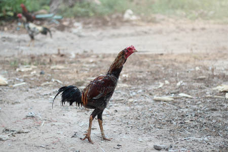 Thai traditional ways of raising folk fighting cocks,Arrange the chicken walk and exercise.の写真素材