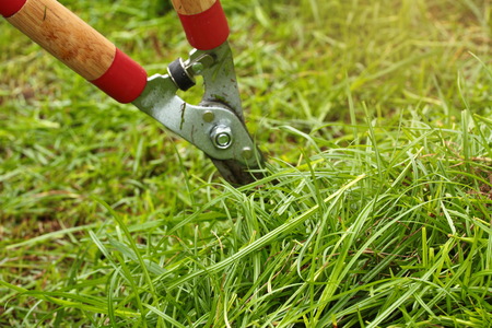 Cutting the grass grow in the garden  by scissorsの写真素材