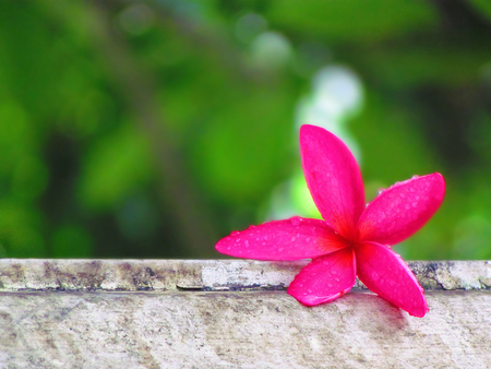 Pink flower fresh,
Plumeria, Falling placed on wall and the back is green of beautiful trees.の写真素材