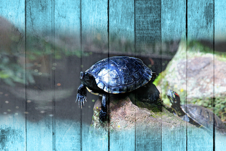 Texture of overlay the Black Mountain tortoise standing still on the top stones,on old wood backgroundの写真素材