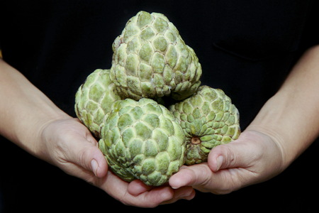 Ripe custard apples  in hand with black background.の写真素材