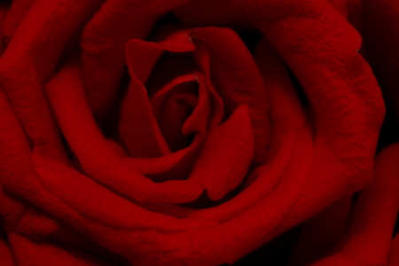 Close up photo on top of the middle red rose.の写真素材
