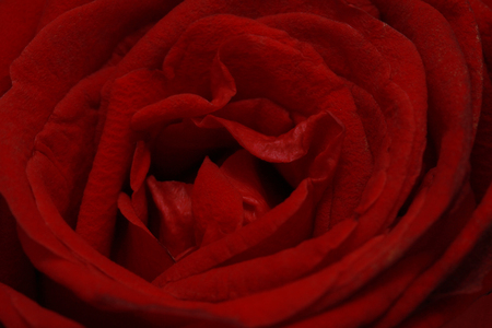 Close up photo on top of the middle red rose.の写真素材