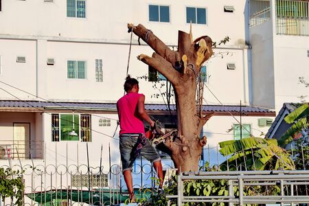 Bangkok ,Thailand ,March 9,2019,Cutting a large tree with electric wood sawing machine in the city by a professional tree cutting.のeditorial素材