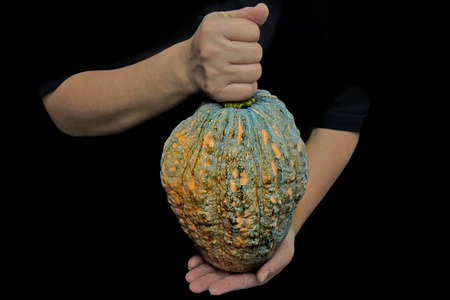 Thai Pumpkin,Delicious vegetable commonly used in savory and sweet dishes, cooking.の写真素材