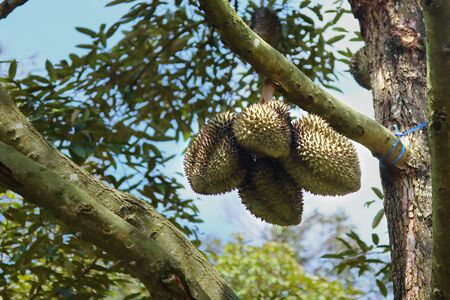 Many Monthong Durians (Thailand King of fruit)  on tree in the agricultural garden. Selective focus