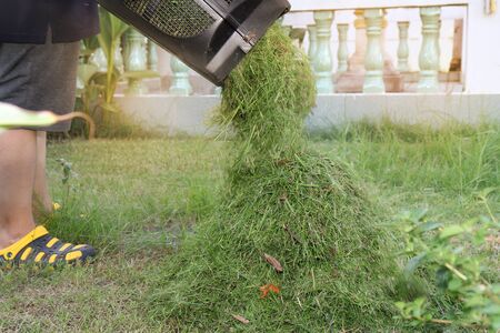 Pour the grass is cut short to keep it out of the box in the mower. Pour into  pile togetherの写真素材