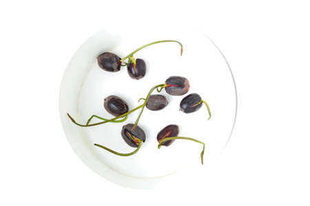 Plant seeds to germinate (small lotus) waiting for further growth.の写真素材