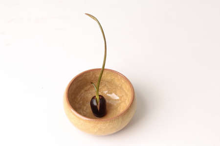 Plant seeds to germinate (small lotus) waiting for further growth.の写真素材