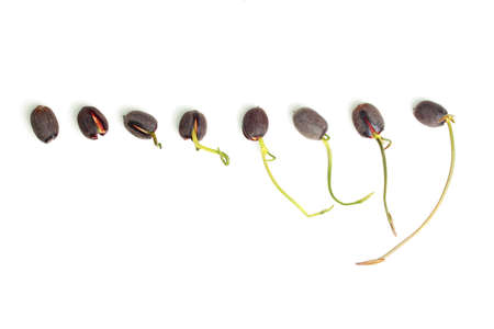 Plant seeds to germinate (small lotus) waiting for further growth.の写真素材