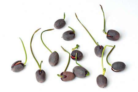 Plant seeds to germinate (small lotus) waiting for further growth.の写真素材