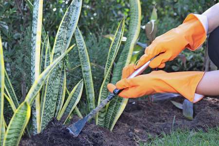 Be wearing orange rubber gloves to pick up streel scissors to decorate the branches of  tree.の写真素材