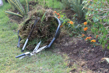 Be wearing orange rubber gloves to pick up streel scissors to decorate the branches of  tree.の写真素材
