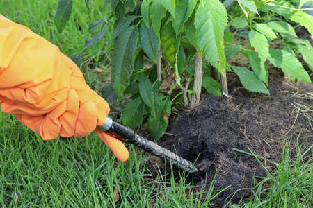 Hands wearing orange rubber gloves to pick up the streel crowbar  for shoveling the garden soil.の写真素材