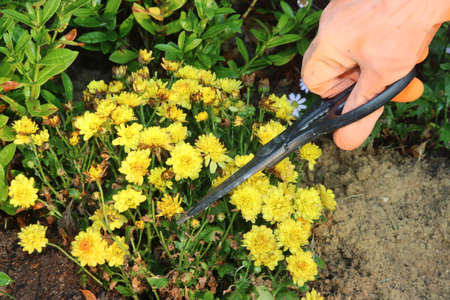 Home garden decoration: Be wearing orange rubber gloves to pick up streel scissors to decorate the flowers of  tree in the garden.の写真素材