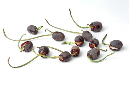 Plant seeds to germinate (small lotus) waiting for further growth.の写真素材