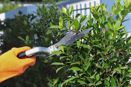 Home garden decoration: Be wearing orange rubber gloves to pick up streel scissors to decorate the branches of  tree in the garden.の写真素材