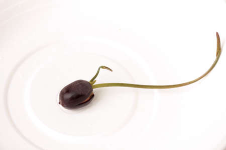 Plant seed to germinate (small lotus) waiting for further growth.の写真素材