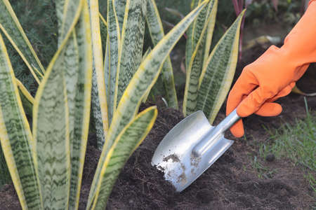Hands wearing orange rubber gloves to pick up the small iron rod for shoveling the garden soil.の写真素材