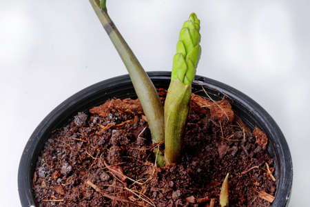Young shoot of tree with leave roll like braids of a woman's hair. Call the Emerald Gwag as Zanzibar gem.の写真素材