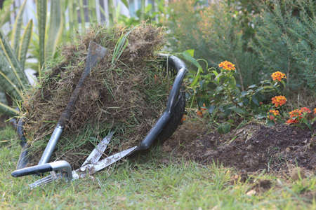 Home garden decoration:
Small iron crowbar ,grass scissors and grass-fed weeds and dry leaves in black basket  near little  flower tree with the morning sun.の写真素材
