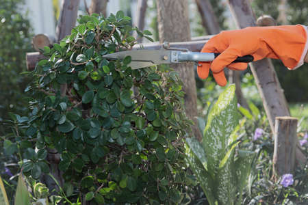 Home garden decoration: Be wearing orange rubber gloves to pick up streel scissors to decorate the branches of  tree in the garden.の写真素材