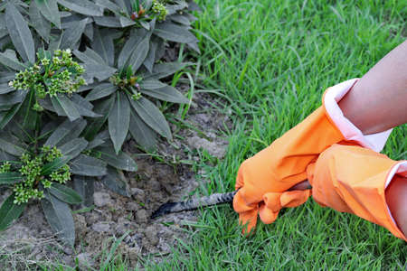 Hands wearing orange rubber gloves to pick up the small streel crowbar for soil  shoveling in the gardenの写真素材