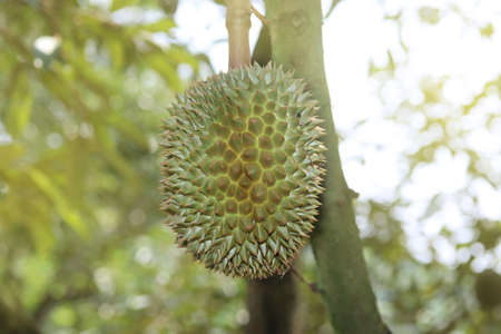 Ripe Monthong Durian (Thailand King of fruit)  on tree in the agricultural garden. Selective focusの写真素材