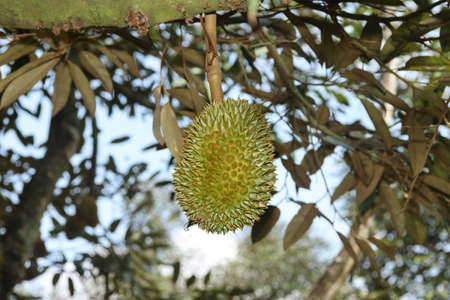 Ripe Monthong Durian (Thailand King of fruit)  on tree in the agricultural garden. Selective focusの写真素材