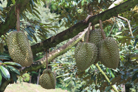 Many Monthong Durians (Thailand King of fruit)  on tree in the agricultural garden. Selective focusの写真素材