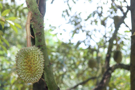Ripe Monthong Durian (Thailand King of fruit)  on tree in the agricultural garden. Selective focusの写真素材