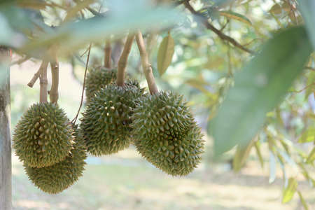Many Monthong Durians (Thailand King of fruit)  on tree in the agricultural garden. Selective focusの写真素材