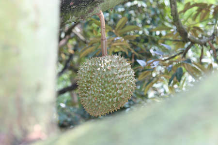 Ripe Monthong Durian (Thailand King of fruit)  on tree in the agricultural garden. Selective focusの写真素材