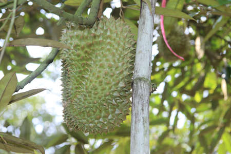 Ripe Monthong Durian (Thailand King of fruit)  on tree in the agricultural garden. Selective focusの写真素材