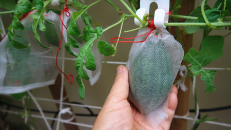 Cultivation of watermelons in the gardens of house along the wall of urban buildings. using plastic bag pots and and fruit wrapping to prevent insectsの写真素材