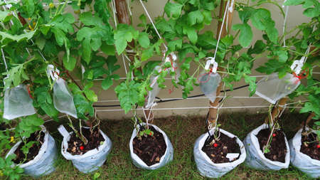Cultivation of watermelons in the gardens of house along the wall of urban buildings. using plastic bag pots and and fruit wrapping to prevent insectsの写真素材