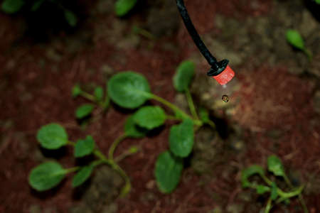 The seedlings of the plant with water droplets is about to grow on a bag of planting pot.の写真素材