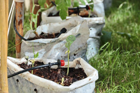 The seedlings of the plant with water droplets is about to grow on a bag of planting pot.の写真素材