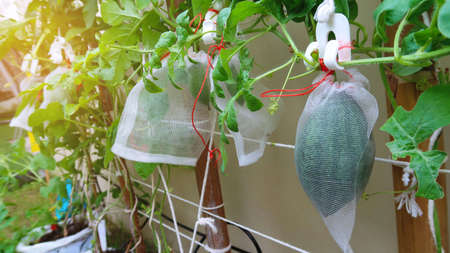 Wearing orange rubber gloves holding a name sign of  tree in home gardenの写真素材