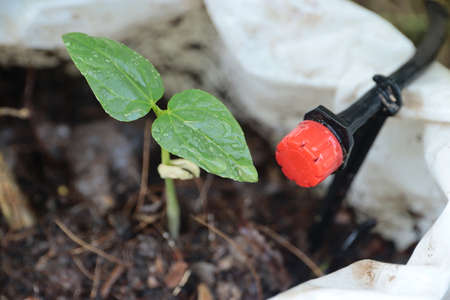 Wearing orange rubber gloves holding a name sign of  tree in home gardenの写真素材
