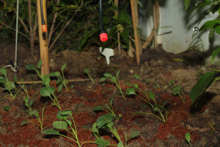 Wearing orange rubber gloves holding a name sign of  tree in home gardenの写真素材