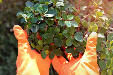 Wearing orange rubber gloves, use a shovel to scoop the soil into black plastic pots lined with white plastic bags on the grassの写真素材