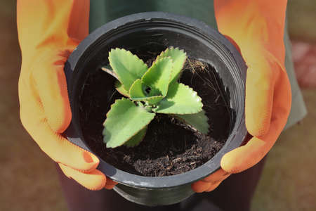 Wearing orange rubber gloves, use a shovel to scoop the soil into black plastic pots lined with white plastic bags on the grassの写真素材