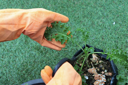 Homemade vegetable gardening,Use the tip of the sharp blade of the scissors. cut at the stem of the kale to cook.の写真素材