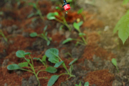 A tree with beautiful red flowers laid on the grass near shovel and a metal lawn mower.の写真素材