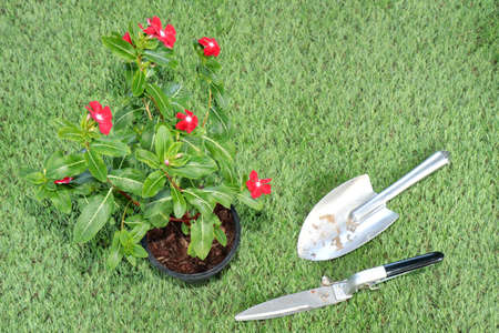 A tree with beautiful red flowers laid on the grass near shovel and a metal lawn mower.の写真素材