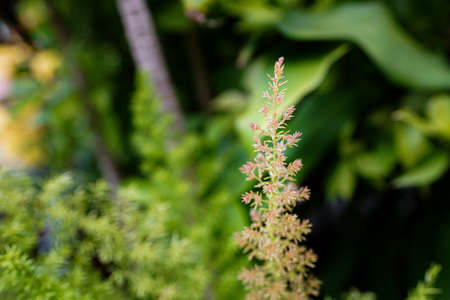Natural spring background with beautiful blooming pink flower. Blossom flower on green leaves...