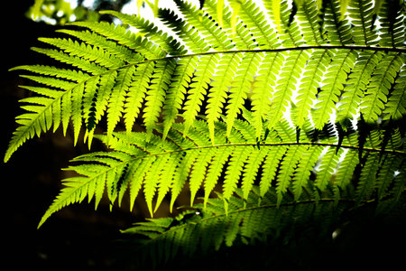 Green leaves against the sunlight on a black background.の写真素材